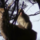 Monkeys Screwing Deer in Japan Surprises Humans, Somehow<em></em>